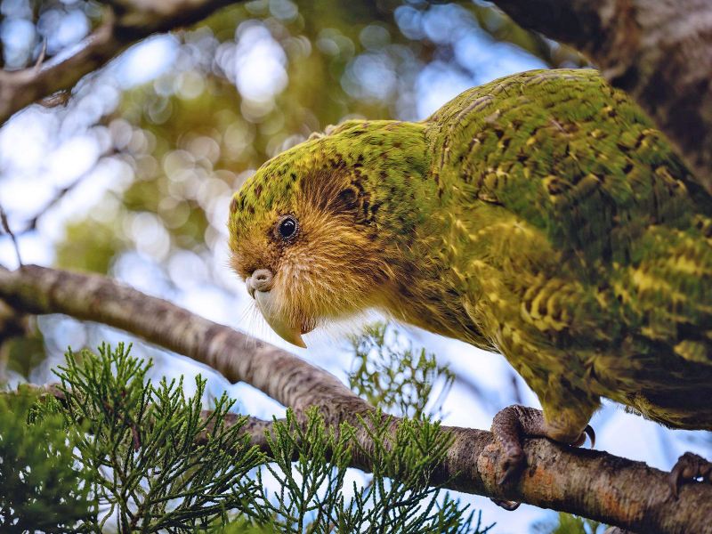 Vẹt Kakapo