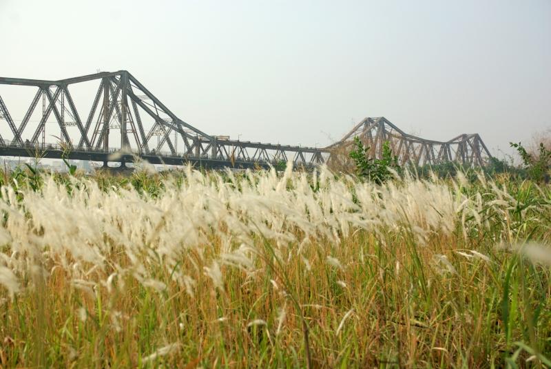 Cảnh đẹp nên thơ của vùng cỏ lau dưới chân cầu Long Biên