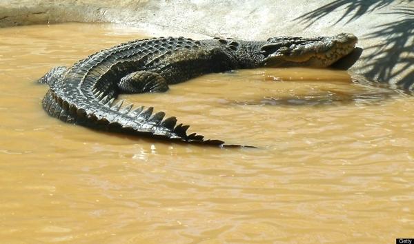 5. Cá sấu Philippine