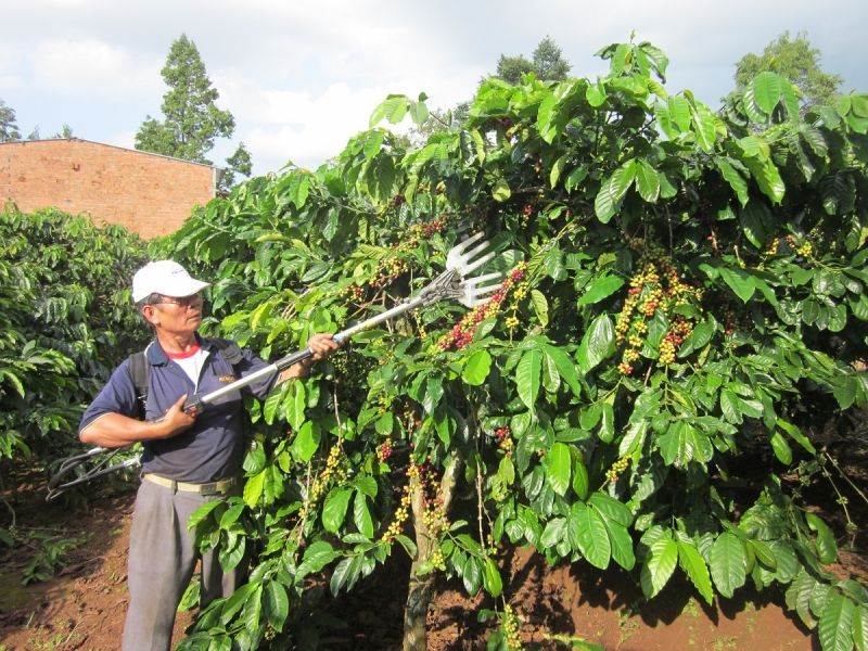 Máy thu hoạch cà phê của Việt Nam