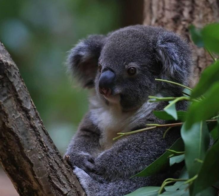 80% môi trường sống của koala đã biến mất