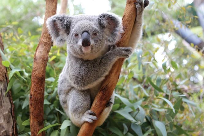 80% môi trường sống của koala đã biến mất