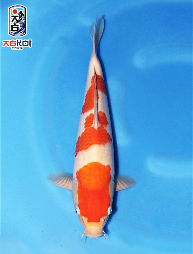 ABKoi Fish From Japan