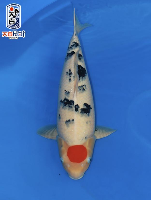 ABKoi Fish From Japan