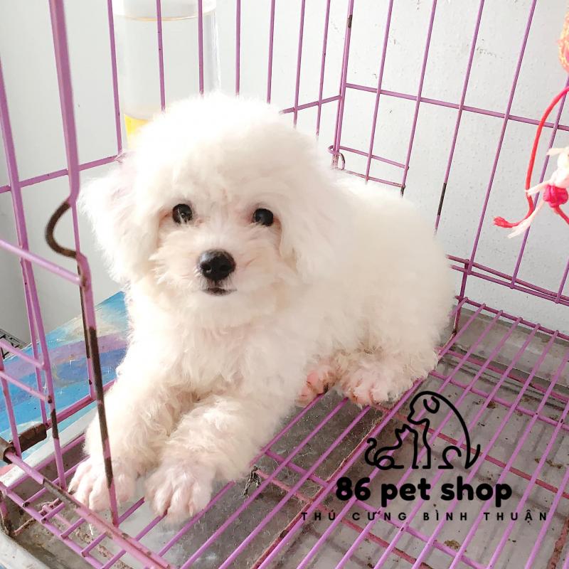 Alpha Pet Shop & Spa