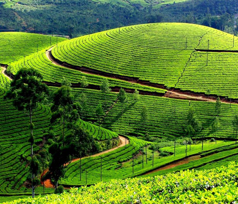 Ấn Độ đứng thứ 2 thế giới về sản xuất trà