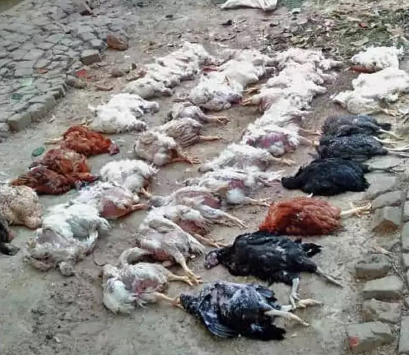 63 con gà chết vì lên cơn đau tim sau khi nghe nhạc đám cưới quá lớn (Ảnh: VTC News)