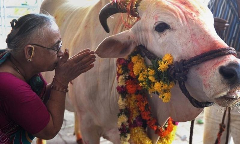 Người Ấn Độ coi bò là con vật thần linh của họ