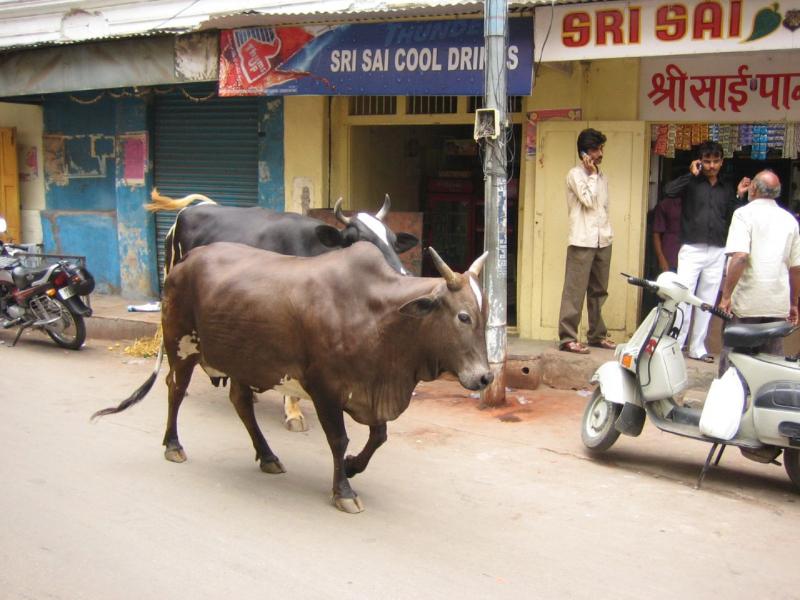 Những chú bò đi lang thang trên đường là hình ảnh quá đỗi quen thuộc tại Ấn Độ