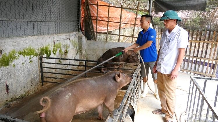 Anh Lữ Viết Hùng đang chăm sóc đàn lợn nái sinh sản