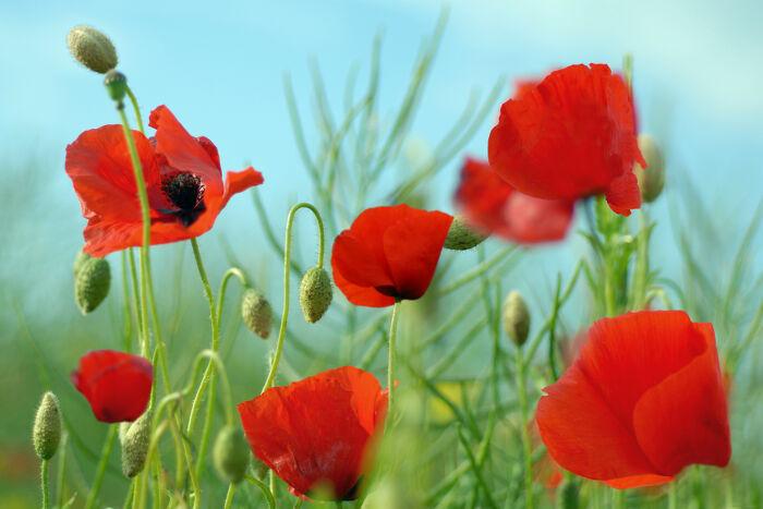 Anh túc đỏ (The Red Poppy) - Quốc hoa của Bỉ