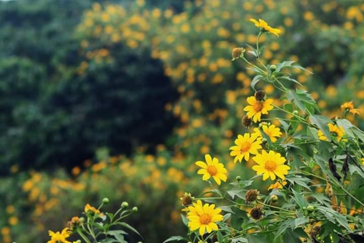 Hoa dã quỳ rực rỡ tại vườn quốc gia Ba Vì