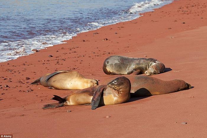Bãi biển cát đỏ tại Rabida, đảo Glapagos, Ecuador nằm giữa đại dương với vẻ đẹp hoang sơ