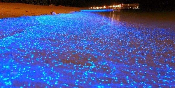Bãi biển phát sáng tại Maldives