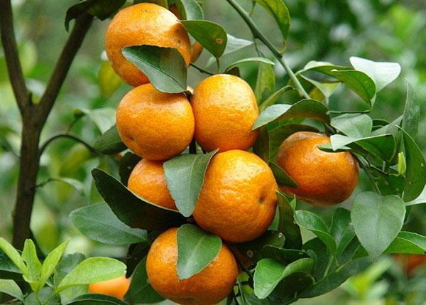 Top 10 Bài văn tả cây cam (lớp 4) hay nhất - toplist.vn