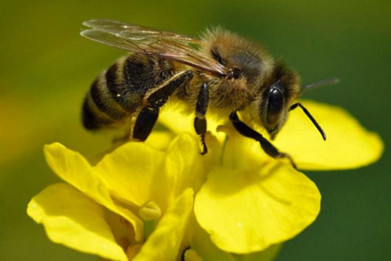 Bài văn tả con ong mật - mẫu 3