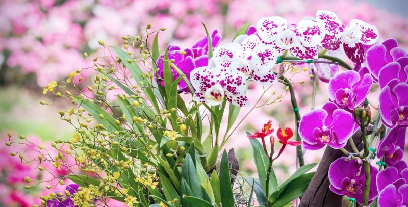 Top 7 Bài văn tả hoa lan hay nhất - toplist.vn