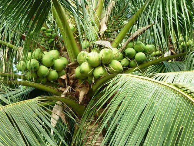 Bài văn thuyết minh về cây dừa