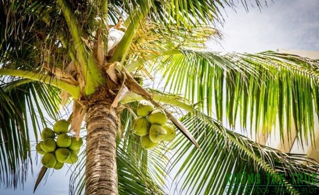 Bài văn thuyết minh về cây dừa
