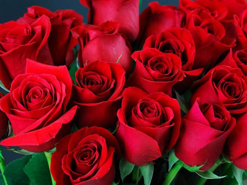 Bài văn thuyết minh về Cây hoa hồng số 10