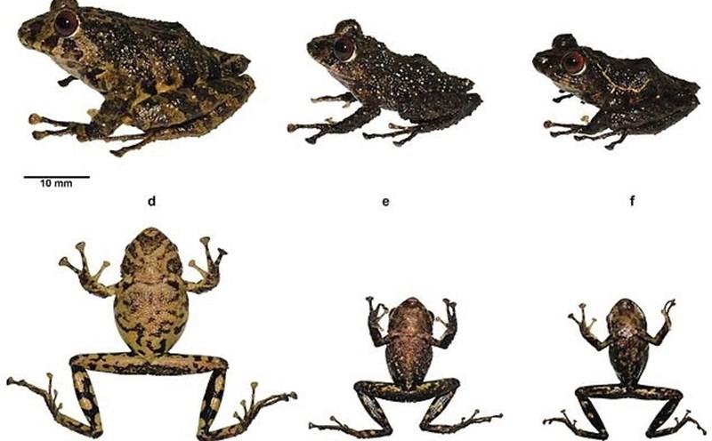 Bài văn thuyết minh về con ếch hay nhất số 7