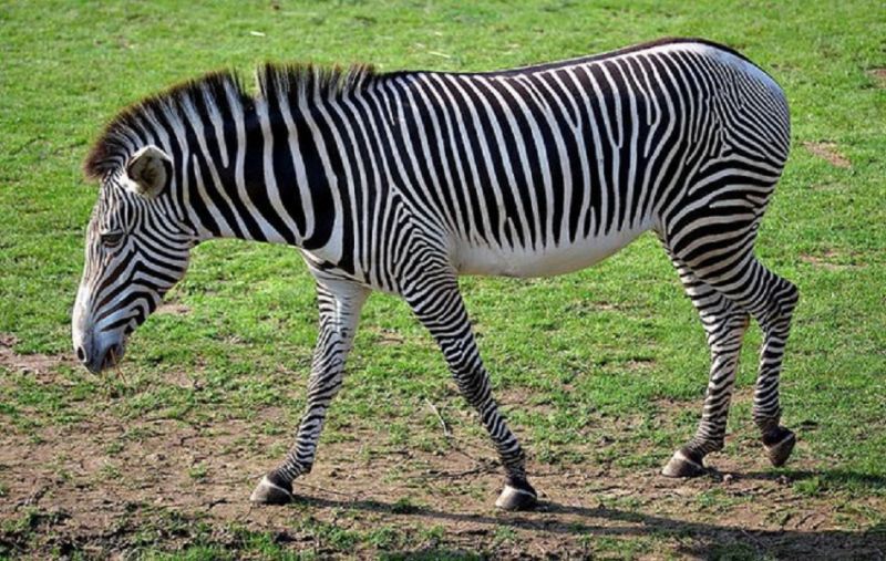 Ngựa Vằn Tanzania Loài Vật Châu  Ảnh miễn phí trên Pixabay  Pixabay