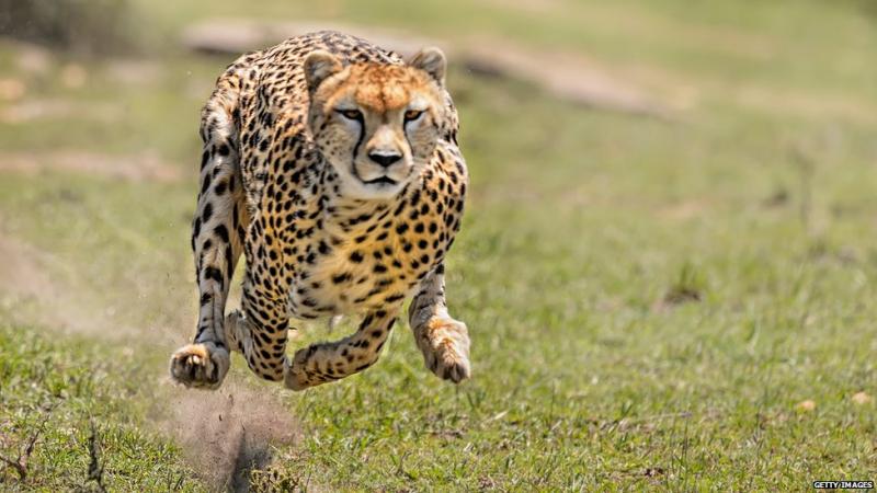 Báo Cheetah (Báo săn)