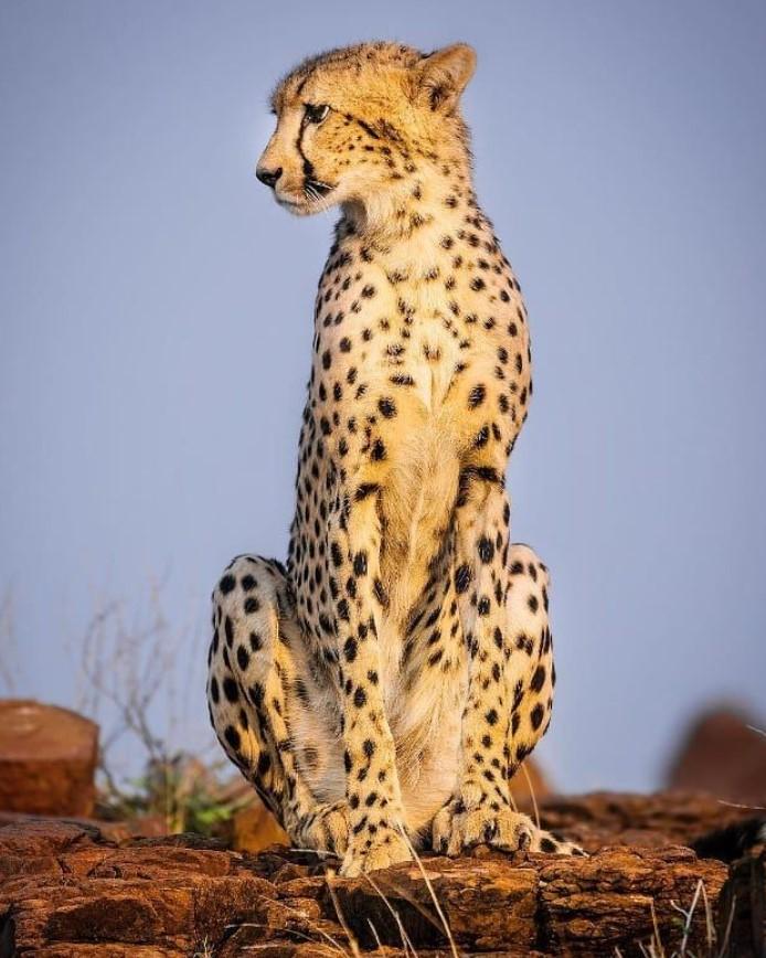 Báo đốm Cheetah có nguy cơ tuyệt chủng