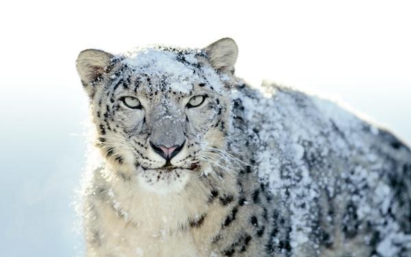 Báo tuyết là loài thuộc họ mèo, sống ở khu vực Trung Á