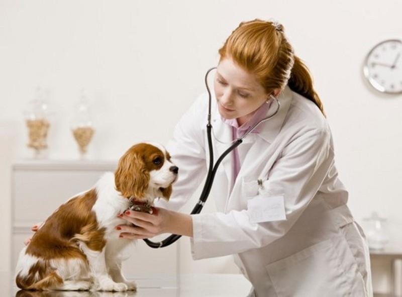 Đối với bệnh Care bạn nên đưa thú cưng đến phòng khám thú y để được hướng dẫn điều trị