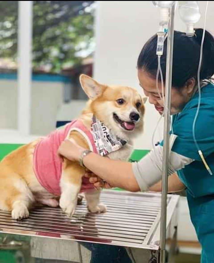 Bệnh viện thú y Win Pet