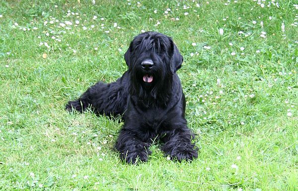 Chó sục Nga đen (Black Russian Terrier)