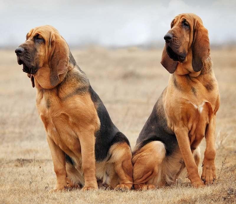 Chó Bloodhound có đôi tai to, dài đặc trưng