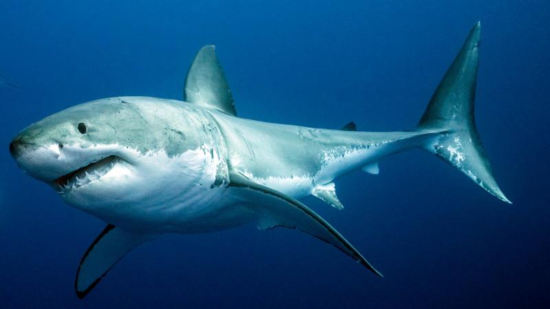 Cá mập bị cấm khai thác tại Brunei