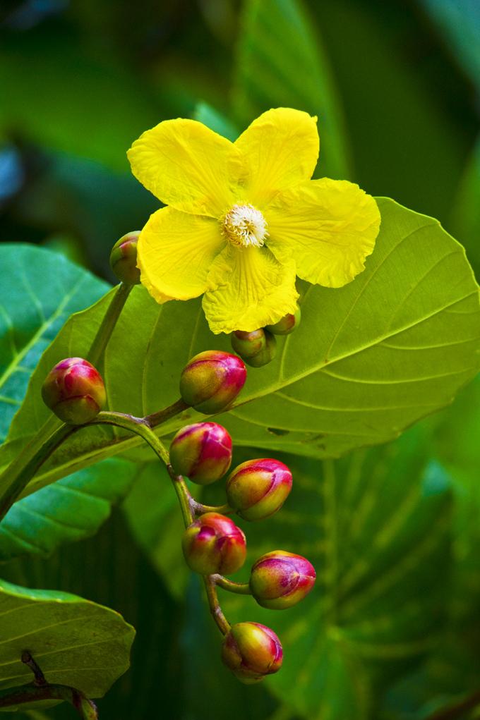 Hoa Simpor - Quốc hoa của Brunei