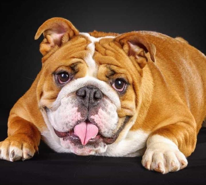 Bulldog có gương mặt cáu bẳn nhưng thực ra lại rất hiền lành