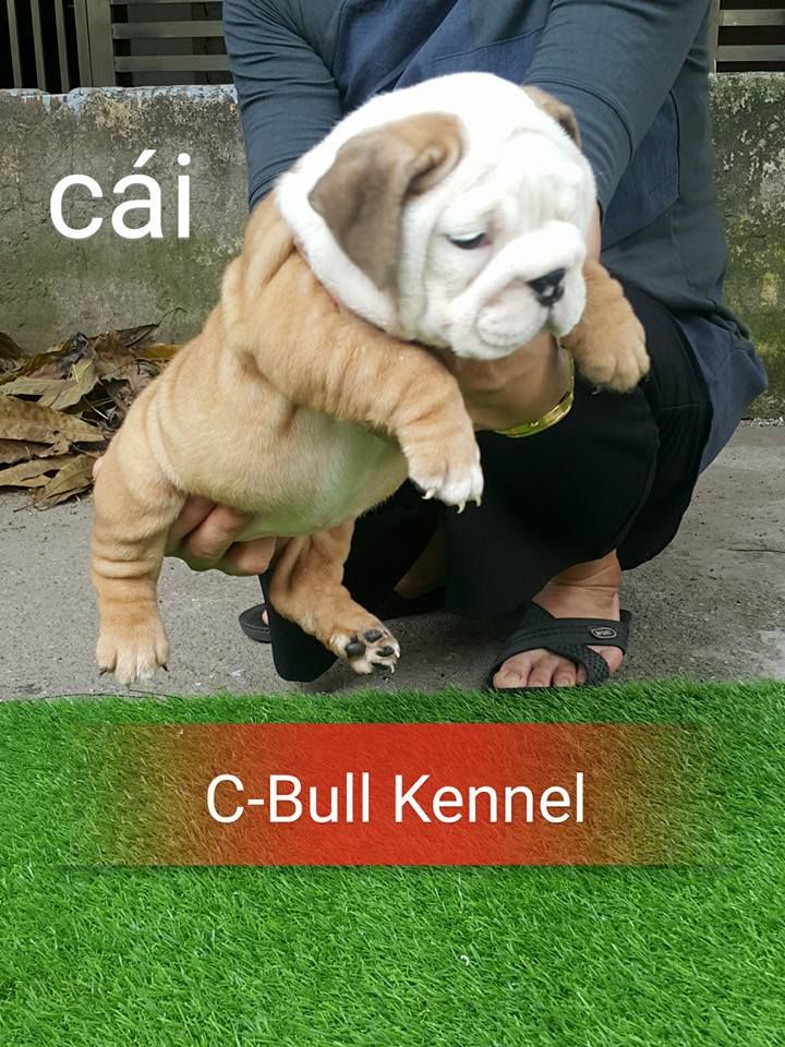 C-Bull kennel