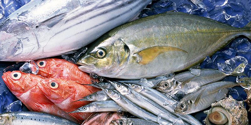 Cá là loại thực phẩm có nhiều chất dinh dưỡng