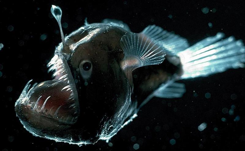 Cá anglerfish