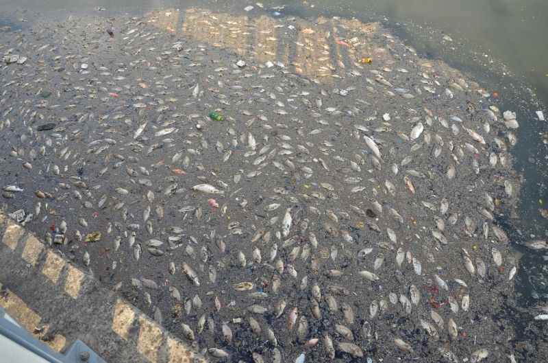 Cá chết trắng kênh Nhiêu Lộc – Thị Nghè giữa tháng 5/2016