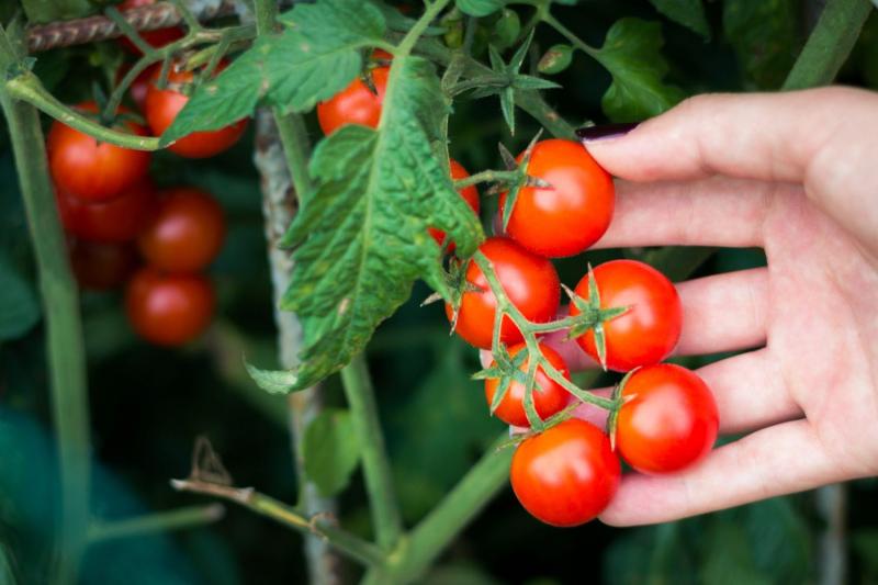 Trái cà chua có sự dồi dào chất chống oxy hóa lycopene