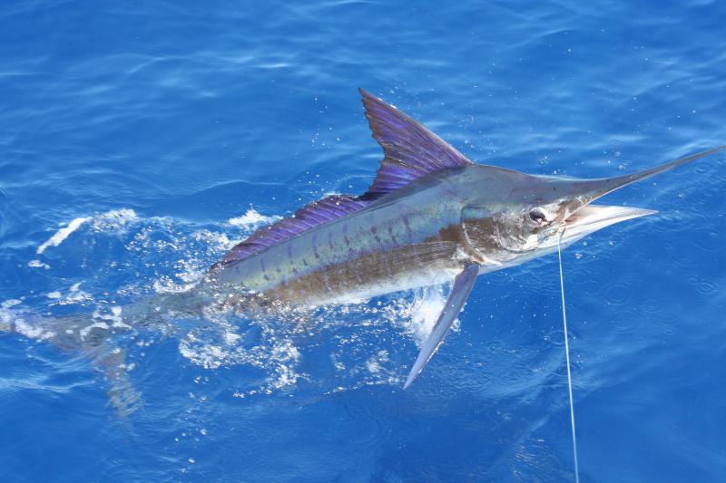 Cá cờ sọc – Striped Marlin