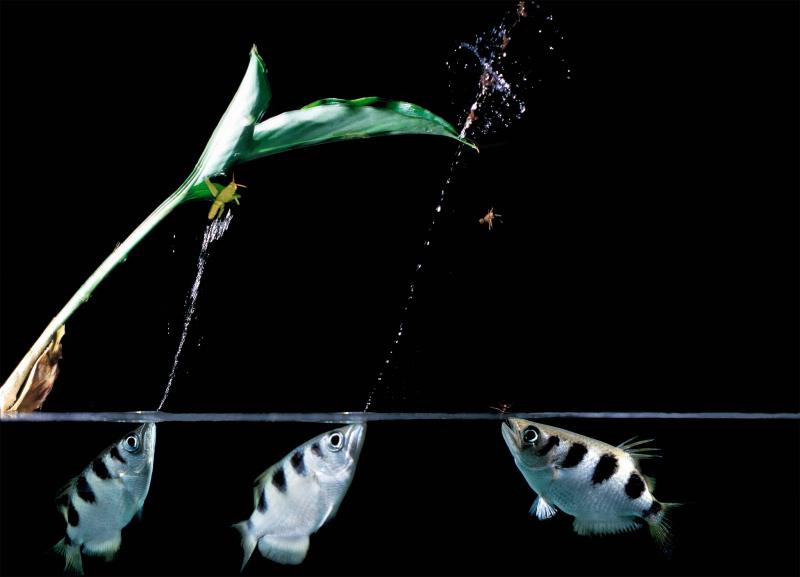 Cá cung thủ (Archerfish) – Mũi tên xanh của biển