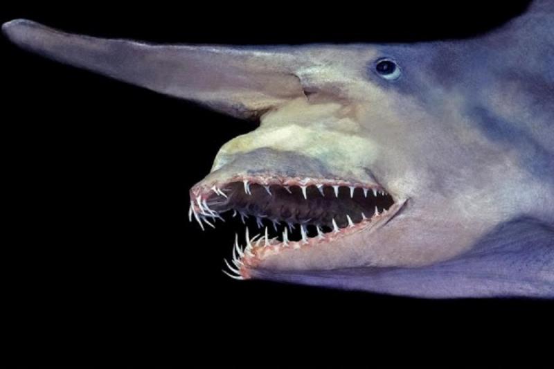 Cá mập yêu tinh có mũi dài như mỏ chim