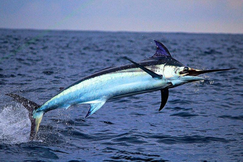 Cá kiếm - Swordfish