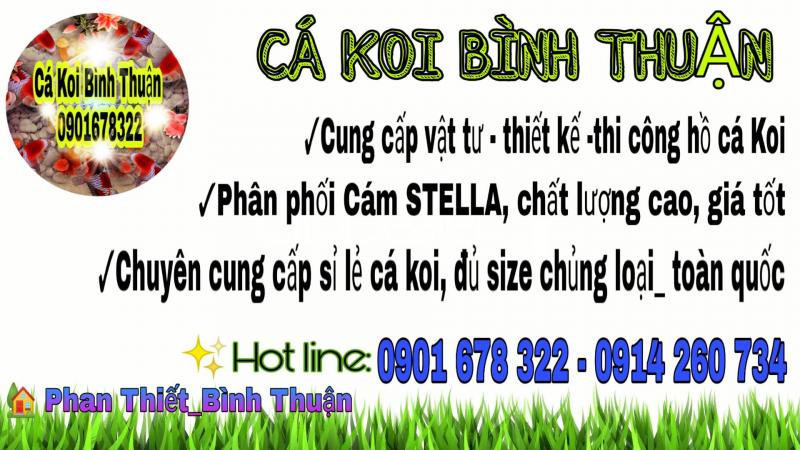 Cá Koi Bình Thuận
