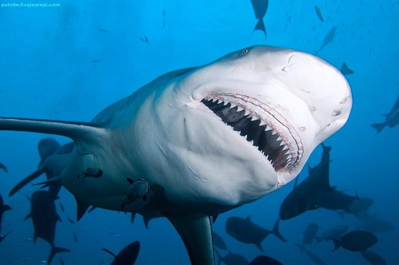 The Bull Shark - cá mập bò mắt trắng