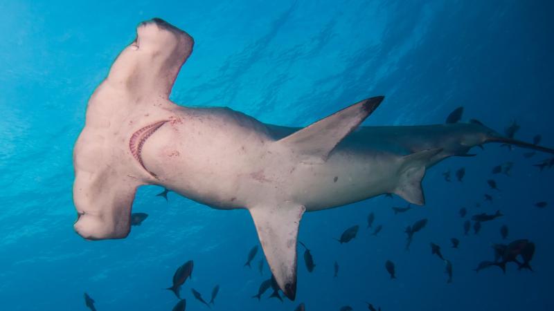 The Hammerhead Shark - cá mập đầu búa rất là nguy hiểm