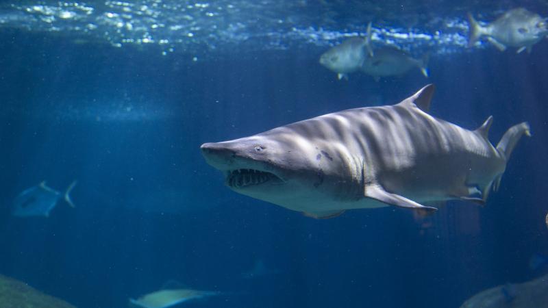 The Sand Tiger Shark hay còn gọi là cá mập hổ cát