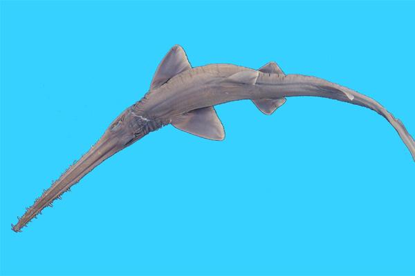 Cá mập kiếm mũi dài
